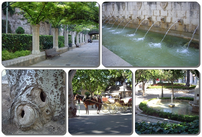 Palma_04.jpg